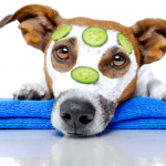 Tips to keep your dog healthy