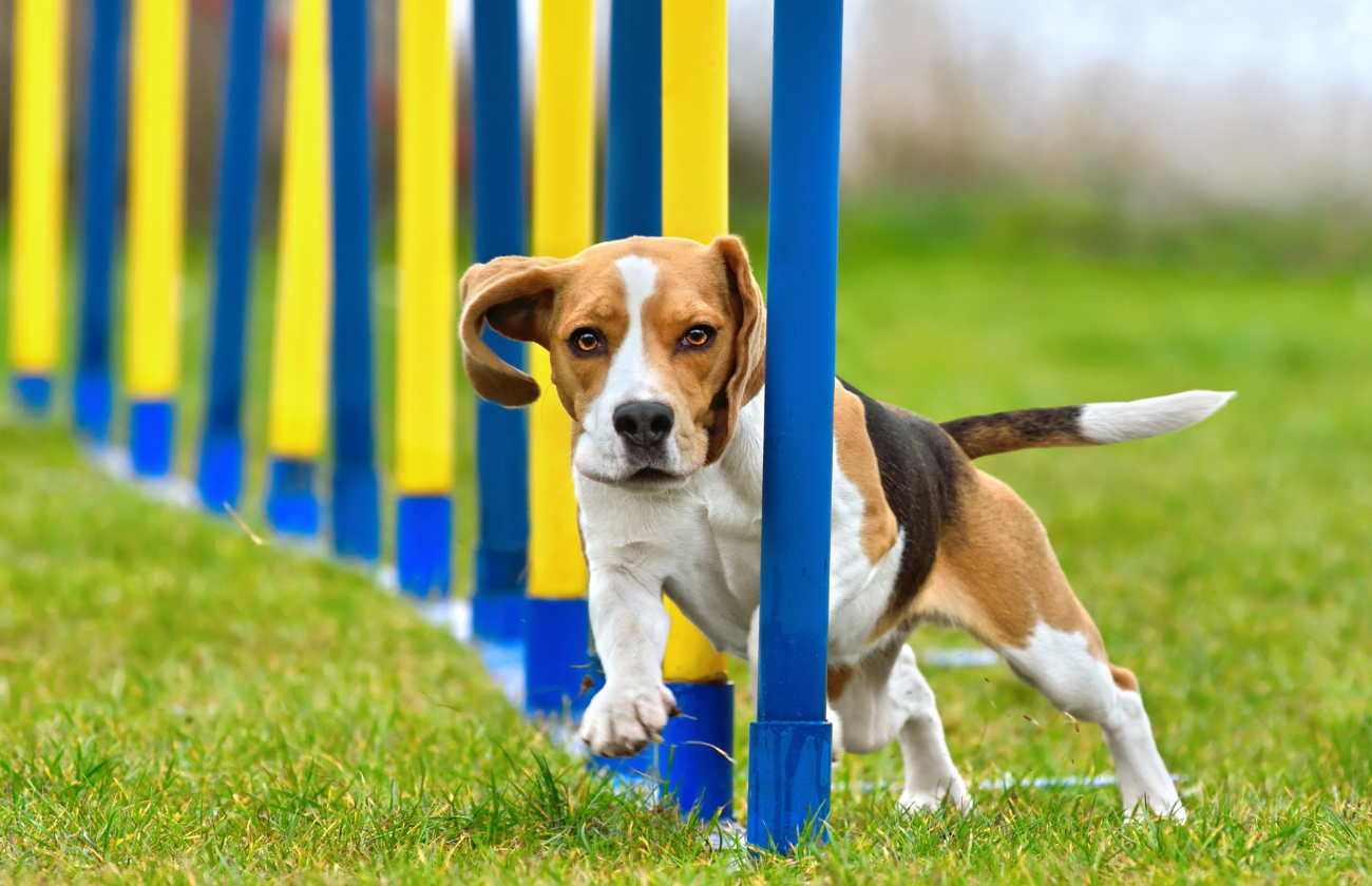 Perro en entrenamiento